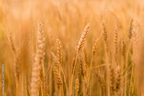 Wheat field . Golden wheat closeup. Harvest concept.