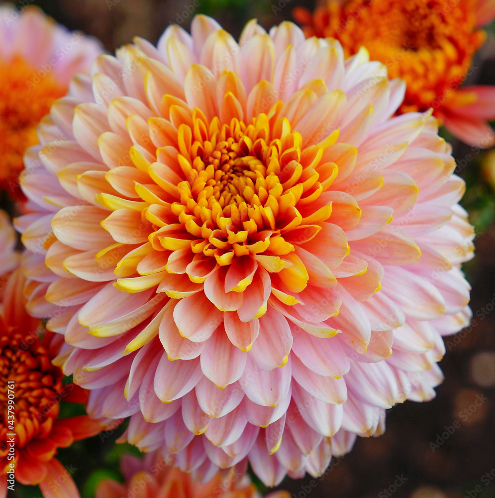Obraz premium Orange and pink flower 