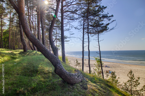 A forest on the coast of the Baltic Sea - Katy Rybackie city photo