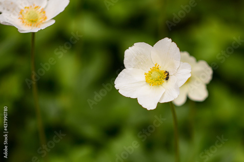 white flower on a green background. a bee on a flower. postcard background. Selective focus. close-up. 