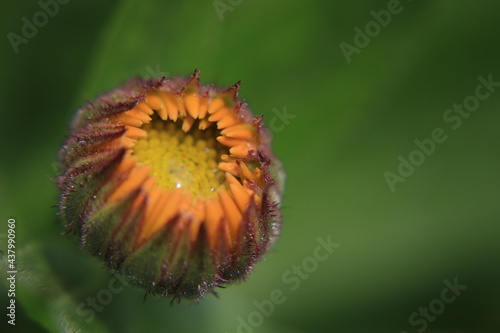 calendula officinalis yellow flower with water drops