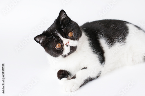 Bicolor kitten, with yellow eyes on a white background, looks at the camera.Black and white fur.