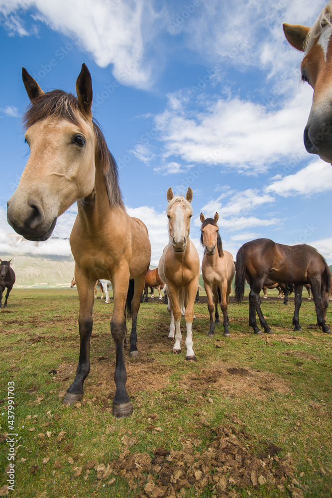 Portrait of group of beautiful haflinger horses in the Pian Grande in the National park of Monti Sibillini, Umbria