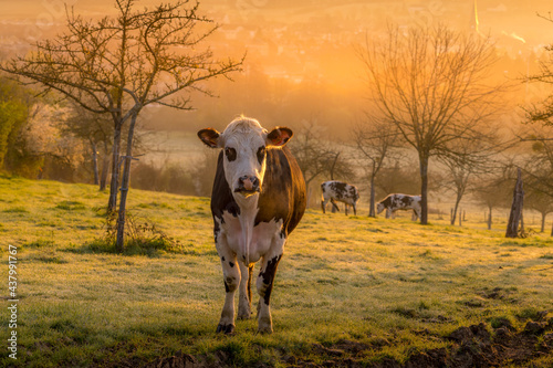 Animal ferme vache 500 © Nicolas Dieppedalle