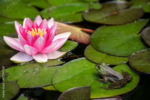 Toad on Lily Pad with Lotus Flower