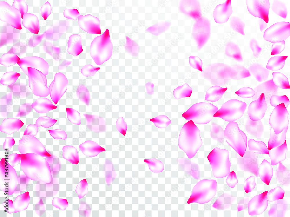 Japanese cherry blossom pink flying petals on transparent