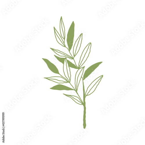 Fototapeta Naklejka Na Ścianę i Meble -  botanical floristic sketch contour branches with leaves. Vector isolated minimalistic branch on a background