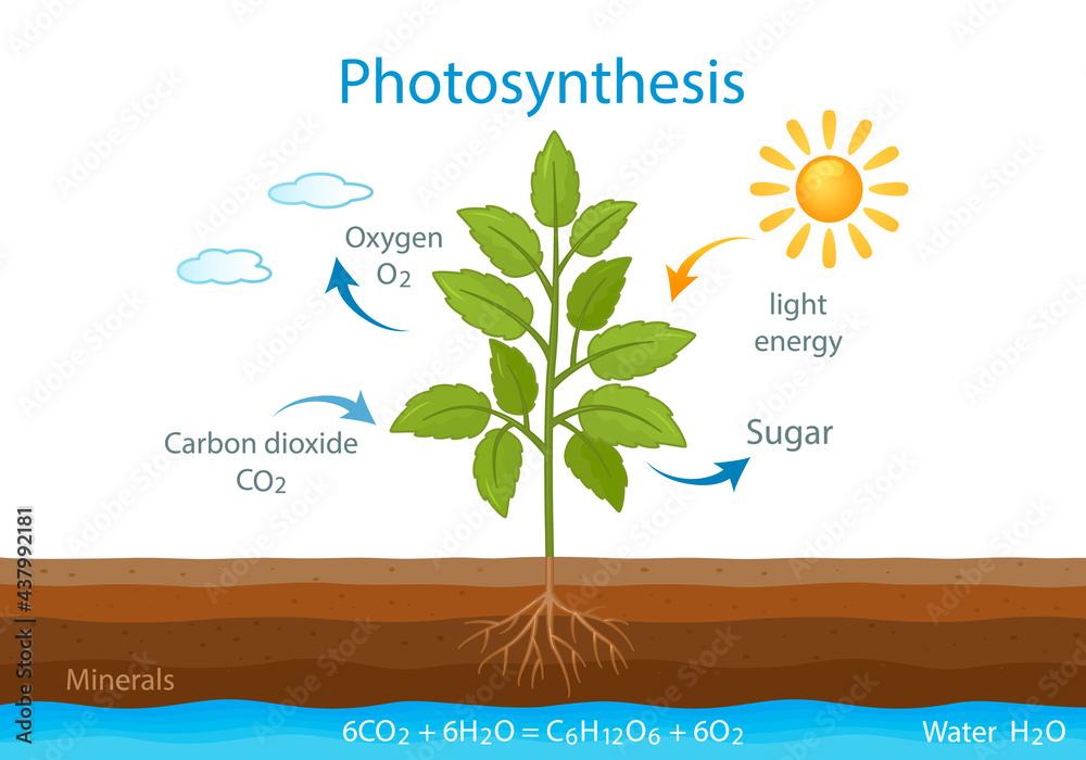 teaching poster with the process of cellular respiration of a growing plant with leaves. - obrazy, fototapety, plakaty 