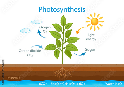 teaching poster with the process of cellular respiration of a growing plant with leaves.