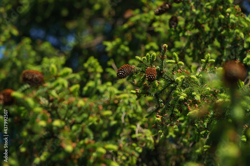 Tree with cones
