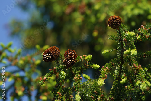 Tree with cones
