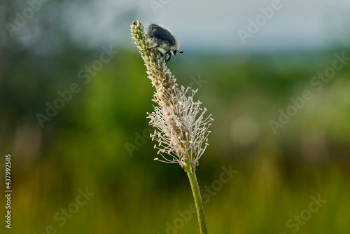 Tropinota hirta