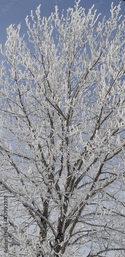 snow covered trees snow covered trees