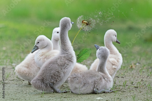 family of swans