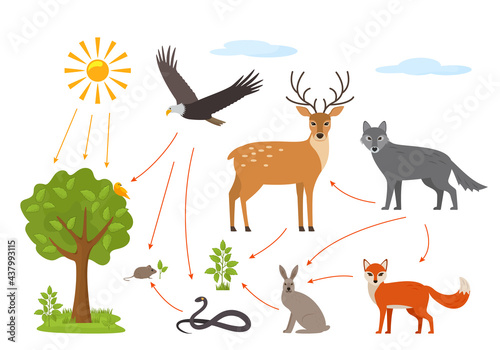 Educational banner for kids about the food chain in the wild. Wildlife food pattern diagram.