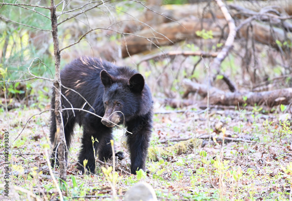 Black Bear in the Woods