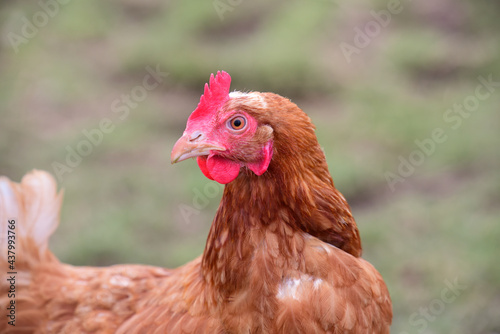 A brown domestic chicken is standing in a pasture and looks back