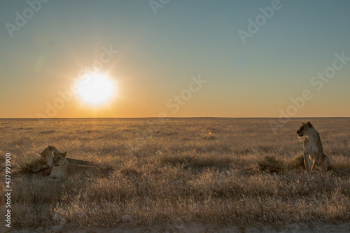 two lionesses of okondeka pride at sunset light in savannah photo