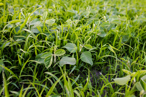 Lambsquarters soybean sprouts on an unencidesed without single non-residual herbicidefield. weed cover is present on agricultural fields. death of crop. Weed Control in Soybeans