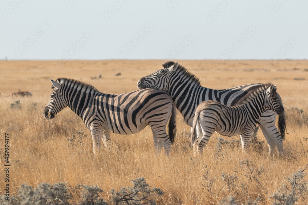 Obraz premium zebra leaning head onto other zebras back with calf in front in sunset light at etosha national park