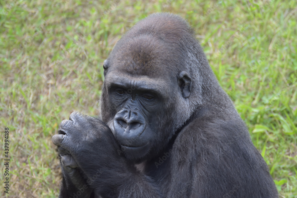 Gorilla thinking on the grass. 