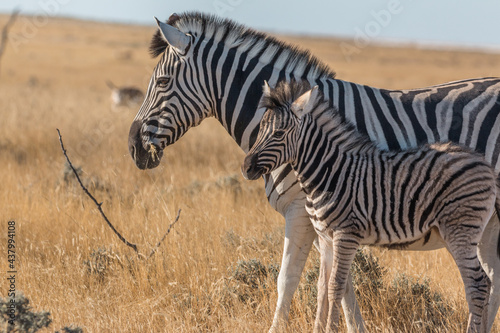 zebra mother with calf in sunset light at etosha national park both looking into the camera showing beautiful natural striped pattern
