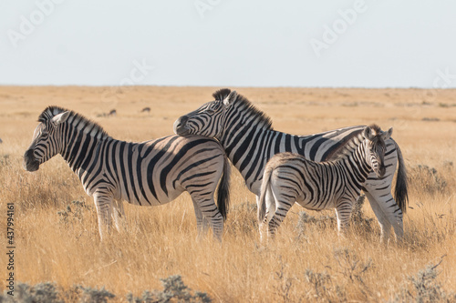 zebra leaning head onto other zebras back with calf in front in sunset light at etosha national park