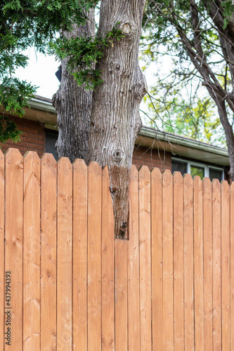 фотографія Cut-out hole in a wooden backyard fence for mature cedar tree to grow through
