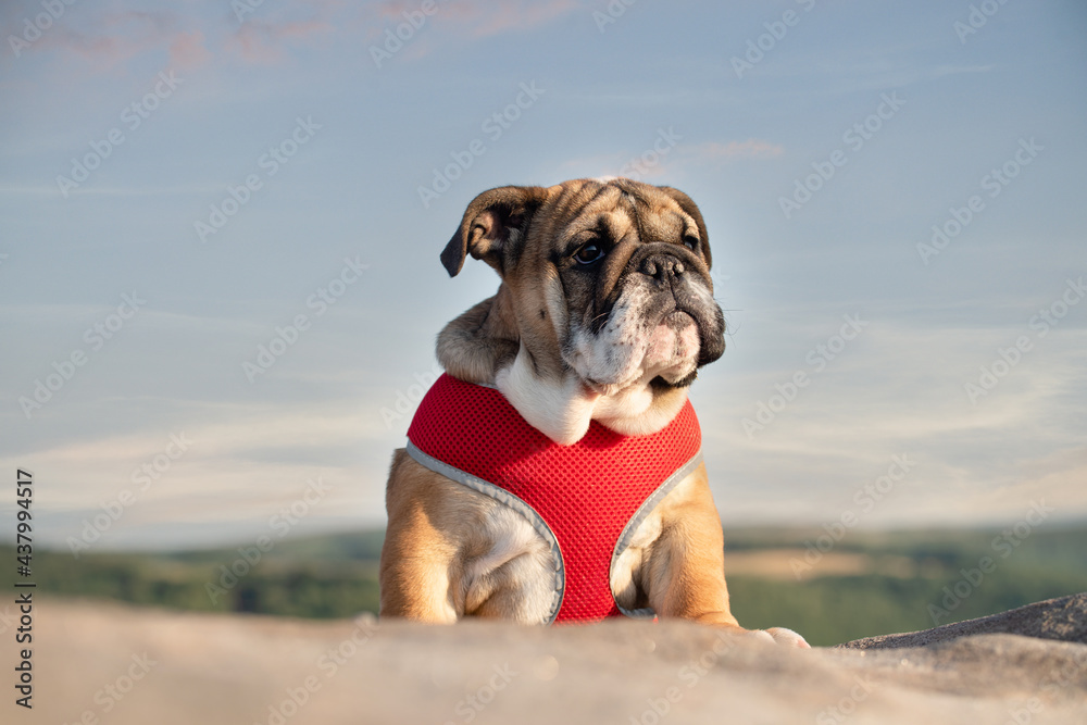 Funny brave safeguarding red white puppy of english bulldog in red harness standing on the stone in the evening