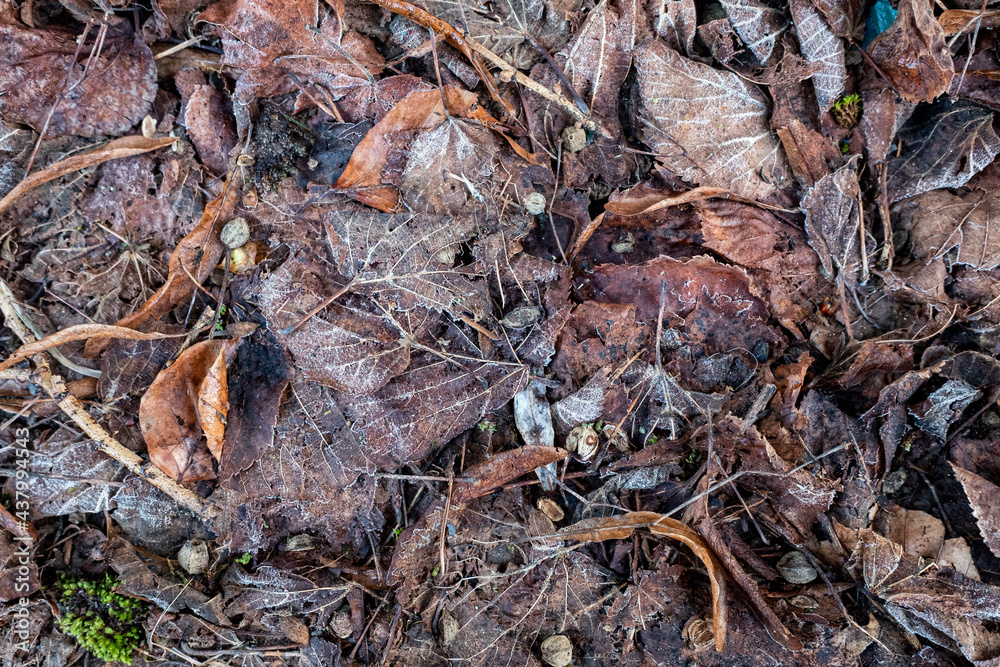 autumn leaves on the ground