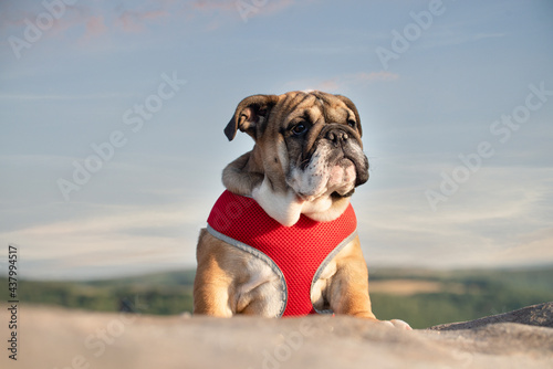 Funny brave safeguarding red white puppy of english bulldog in red harness standing on the stone in the evening © Iryna