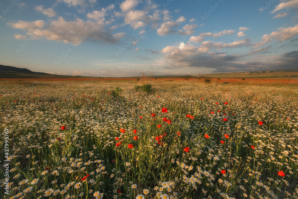 A beautiful field of daisies (chamomiles) and red poppies with blue sky and clouds. Evening summer landscape. Amazing natural view.