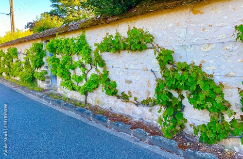 wine on the wall