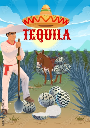 Tequila agave plantation worker, mule or donkey with pinas hearts. Jimador harvester on field, man in sombrero hat cutting agave leaves with coa tool. Tequila production, agave growing and harvesting