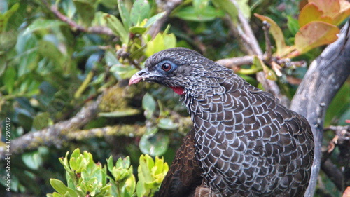 Close up of an Andean guan (Penelope montagnii) at Yanacocha Ecological Reserve outside of Quito, Ecuador photo