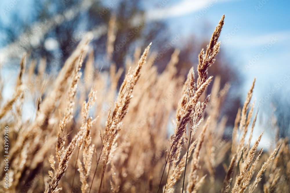 Fototapeta premium Ears of grass amid the autumn sun in the meadow. Shallow depth of field.