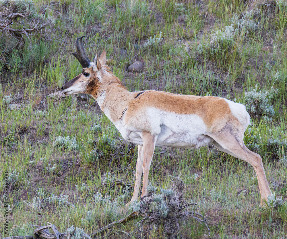 Obraz premium pronghorn buck in the wild
