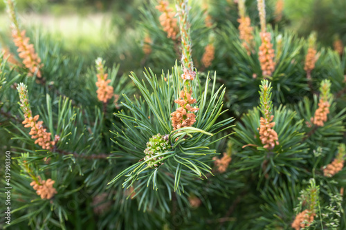 young green bump on branches of pine growing in forest. Male cones of a pine. Collect pine shoots during growth period for cooking broths. Using pine parts in cosmetics and medicine