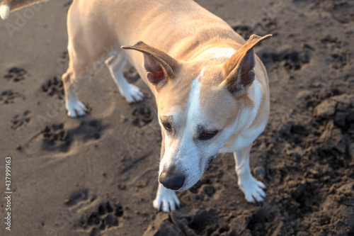 Fototapeta Naklejka Na Ścianę i Meble -  Photography of a beautiful pitbull in the beach