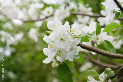 An inflorescence of a blooming apple tree on a defocused garden background