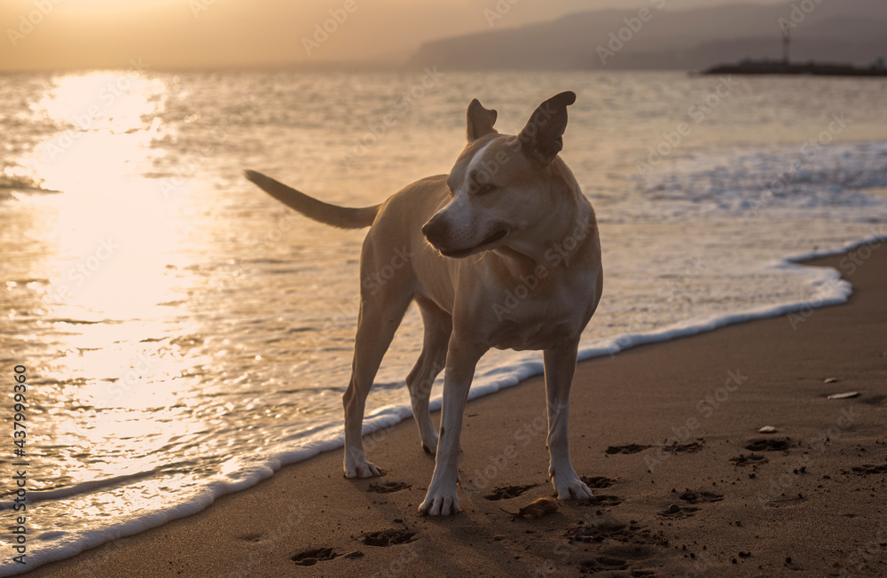 Photography of a beautiful pitbull dog in the beach Photography of a beautiful pitbull dog in the beach