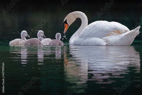 swans on the river