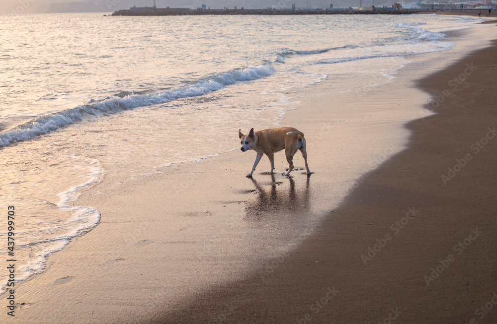 Photography of a beautiful pitbull dog walking on the beach