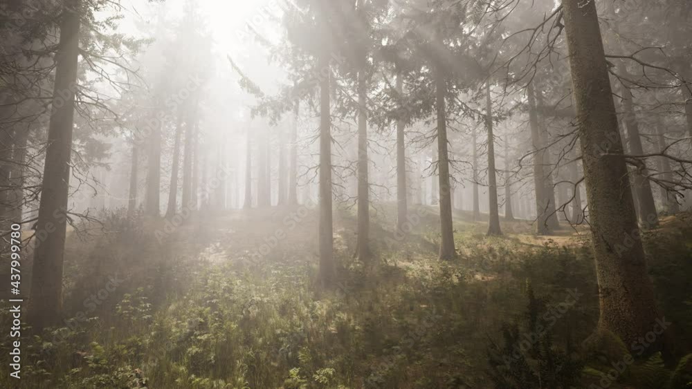 Sunbeams in Natural Spruce Forest Sunbeams in Natural Spruce Forest