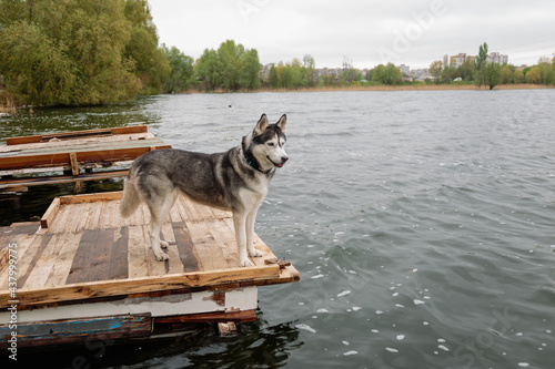 Grey and white Siberian husky female dog is sitting on a brown wooden pier. She has brown eyes. Water in the lake is calm, the sky is cloudy. There are the Alps mountains in the background.