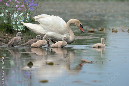 swan on the river
