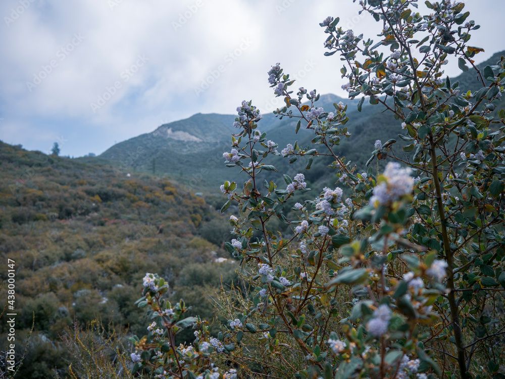 California Lilac in Angeles National Forest California Lilac in Angeles National Forest