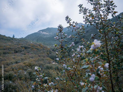 California Lilac in Angeles National Forest