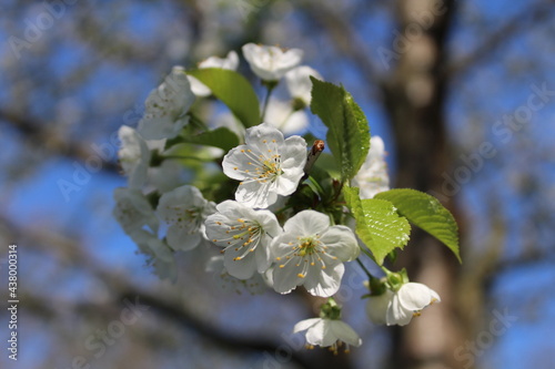 Weiße Blüten im Sonnenschein