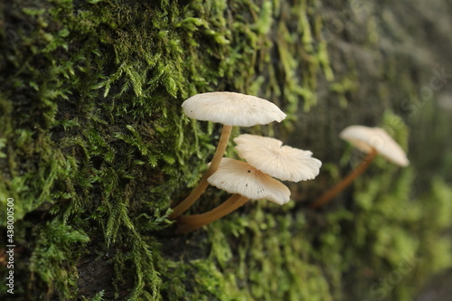 kleine weiße Pilze auf moosbedeckter Baumrinde